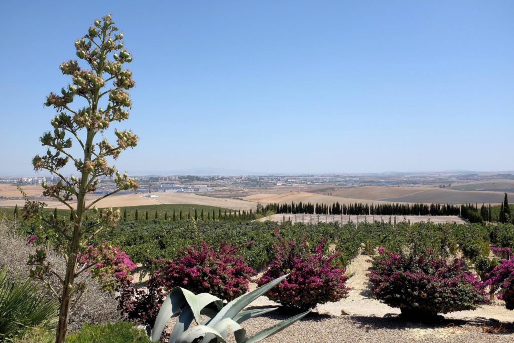 Ausblick von der Bodegas Luis Pérez auf Jerez de la Frontera - 10 Autominuten von Jerez entfernt.