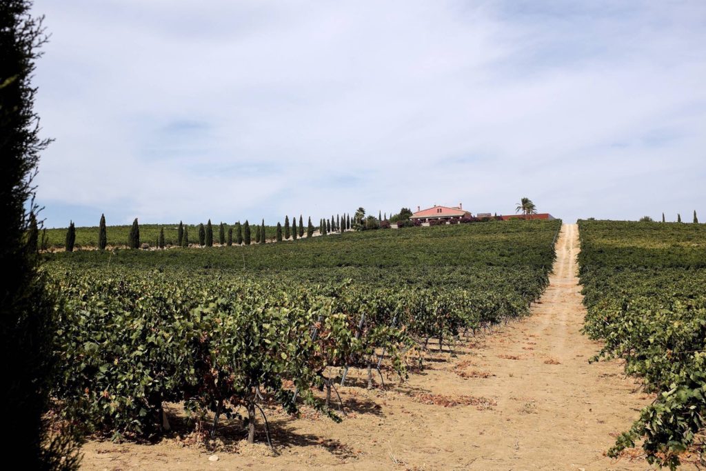 ...gelegen inmitten der Weinberge von Jerez...