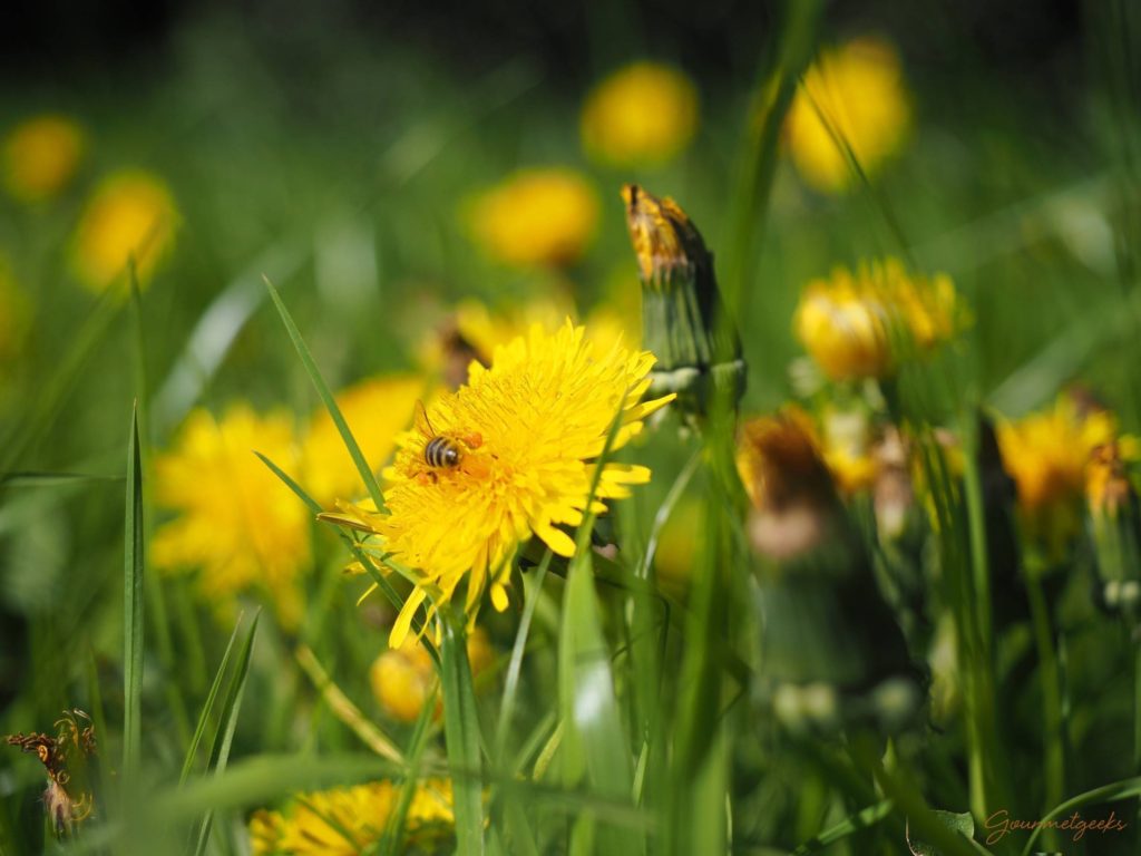 Sonnenblumen