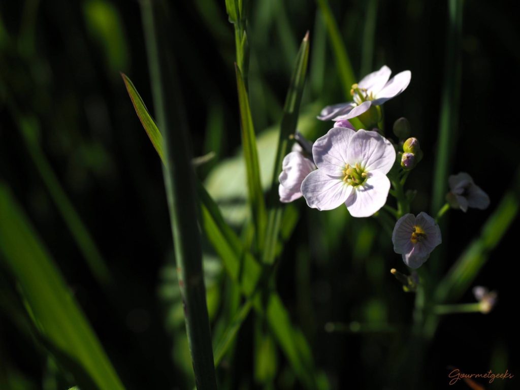 Blümchen