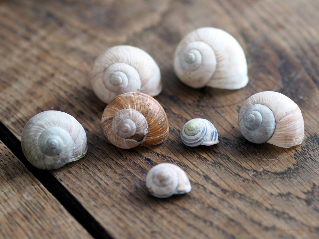 Dank Juliane gefunden: alte Schneckengehäuse