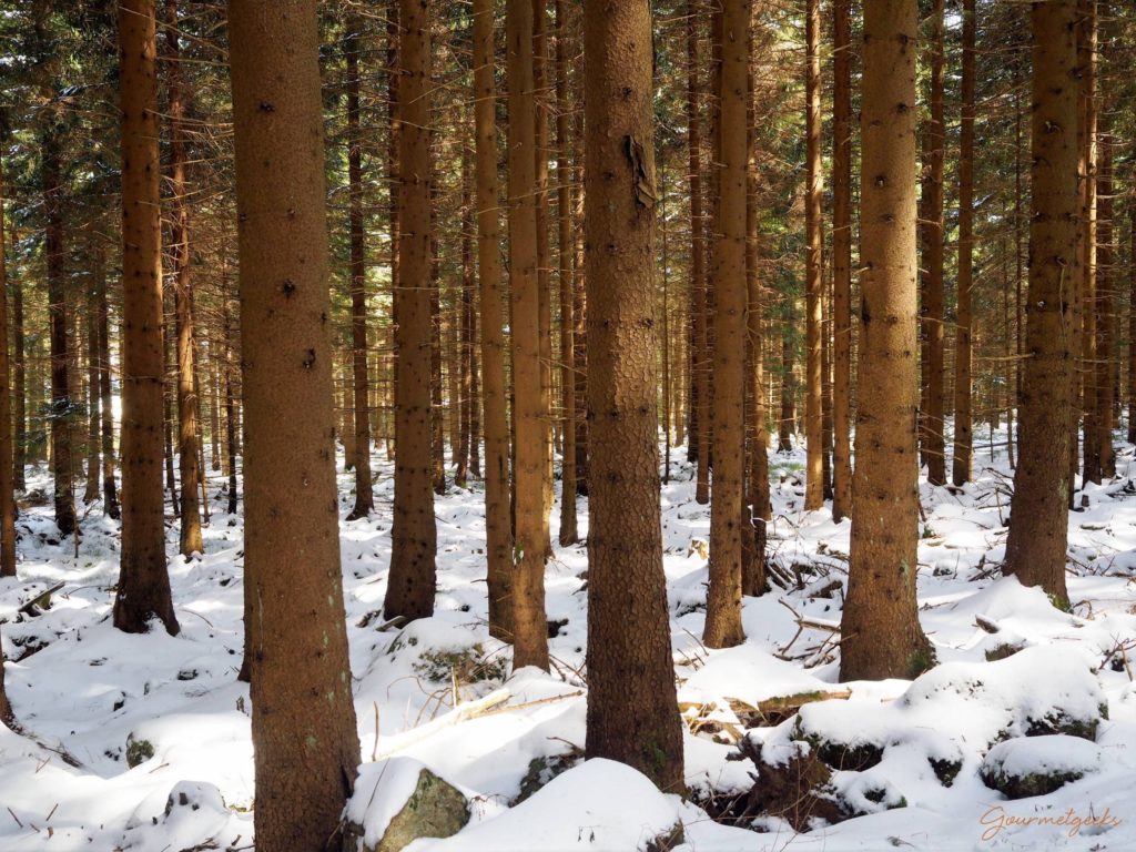 Sonne & Steine im Wald